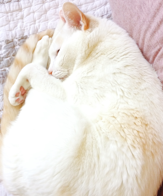 my cat nini