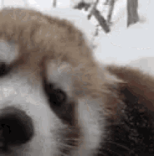 Red Panda Licking GIF
