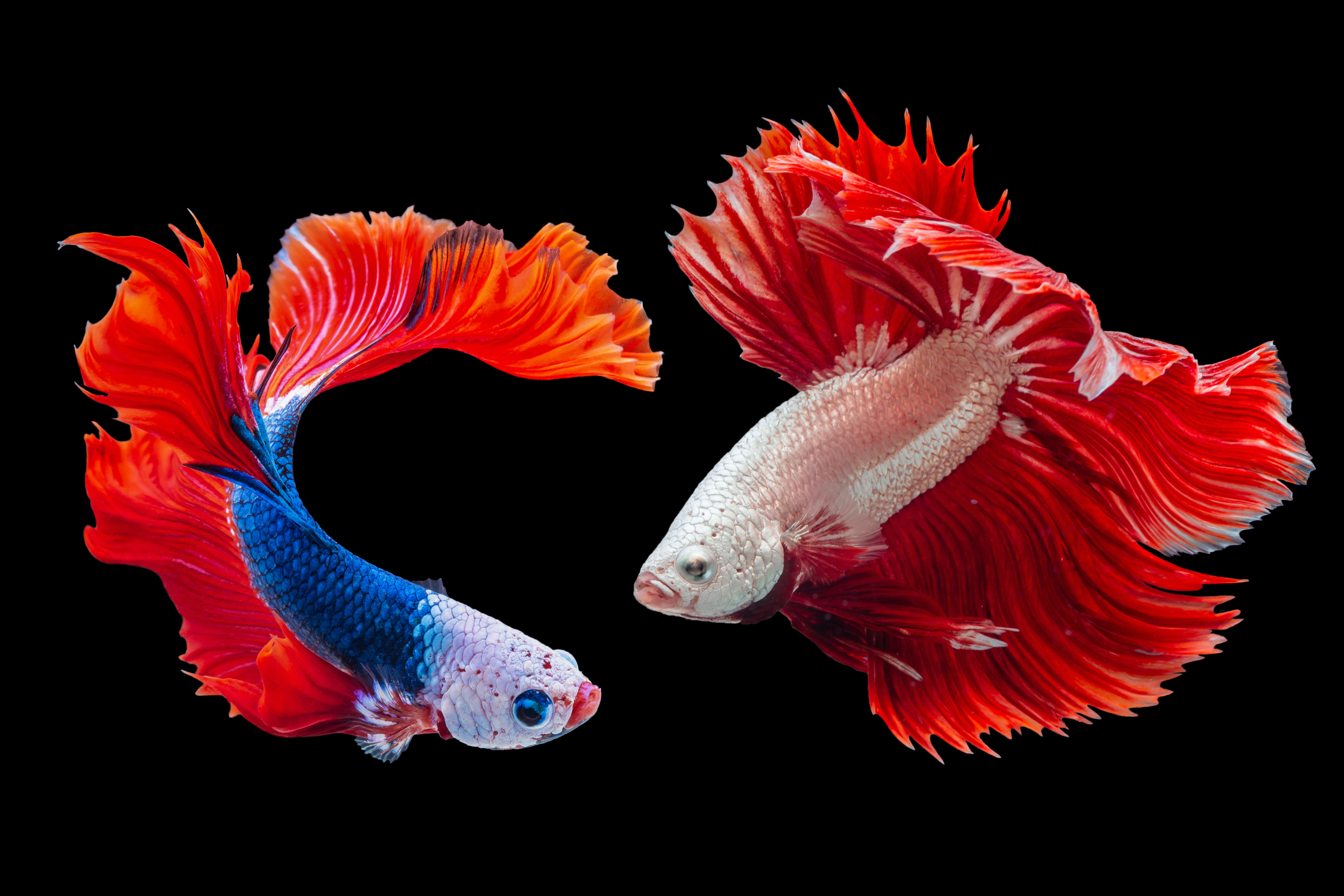 Photograph of two fish swirling around each other.